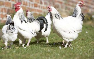 家禽養殖追溯系統開發 提升食品安全與養殖效率的數字化解決方案