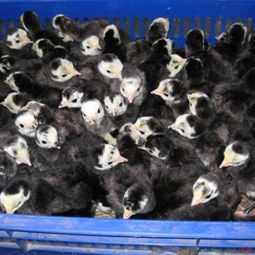 馮氏家禽養殖場 專業提供廣東火雞苗與福建火雞苗，專注光禽屠宰與生產