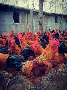 農村家禽養殖前景分析 選擇最適合的養殖品種