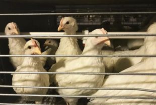 蛋黃顏色越深蛋品質越好？家禽業九大謠言揭秘，別再讓錯誤觀念害了養雞人