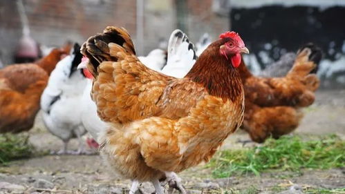 社區禁令背后的深層考量 禁養家禽與綜合管理