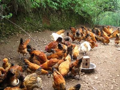 養雞一生不食雞 一位農村大媽的別樣情緣