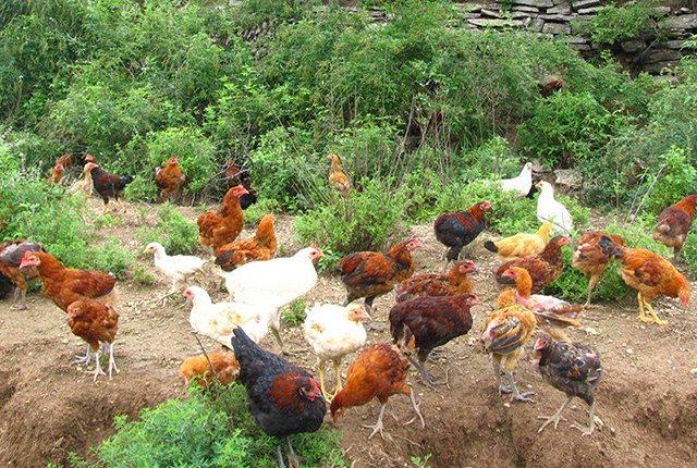 家禽產業復蘇與生豬散養戶的機遇 光禽屠宰生產視角下的養殖業新格局