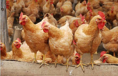 提升雞群均勻度 科學養殖是正道，勿信旁門左道