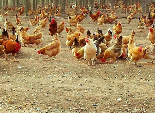 臺風“天鴿”來襲，家禽養殖戶如何做好防災減災工作？