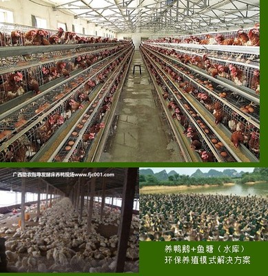 專業助農家禽養殖服務 賦能農戶，提升養殖效益