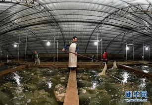 樂亭 海產(chǎn)品工廠化養(yǎng)殖與光禽屠宰加工雙輪驅(qū)動，鋪就農(nóng)民增收致富路