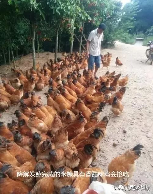 疫情之下養(yǎng)殖場困境破解 光禽屠宰生產(chǎn)自救方案