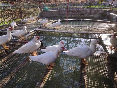 從鄉(xiāng)村魚塘家禽養(yǎng)殖到光禽屠宰生產(chǎn) 一條龍致富經(jīng)