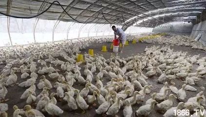 農(nóng)村養(yǎng)殖業(yè)未來發(fā)展的八大方向 緊跟趨勢，抓住光禽屠宰生產(chǎn)機(jī)遇