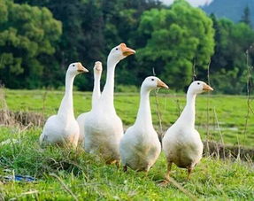 天鷹農(nóng)莊 林內(nèi)養(yǎng)家禽，小循環(huán)撬動大產(chǎn)業(yè)