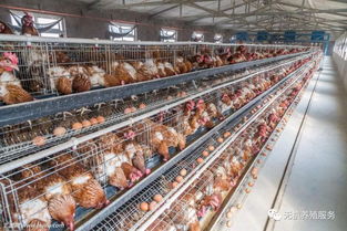 養(yǎng)禽場轉(zhuǎn)型新方向 純中藥無殘留的屠宰與生產(chǎn)一體化模式