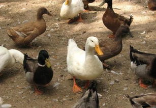 從“豬圈”到“空圈” 農(nóng)村家禽家畜養(yǎng)殖變遷的背后